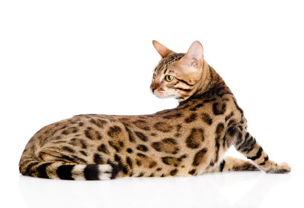 Bengal
